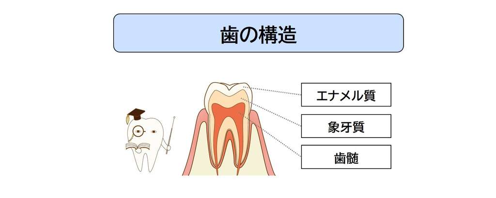 歯の神経とは？