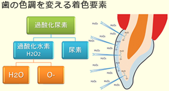 自然で健康的な白さを実感できます