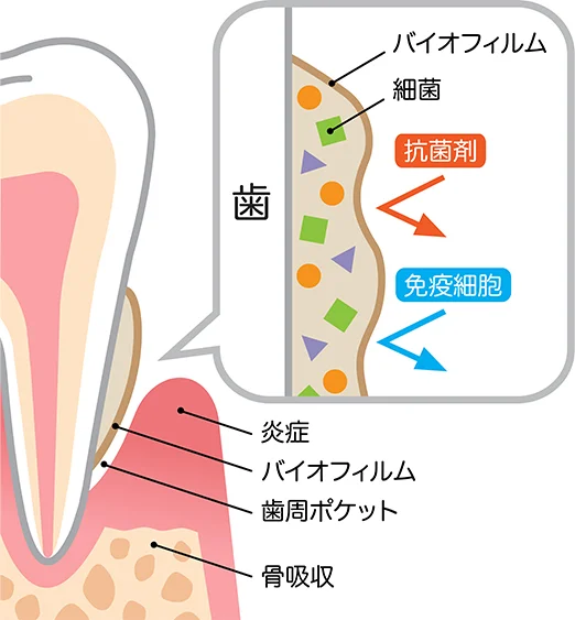丁寧なブラッシングと定期的なケアで良い状態を維持します
