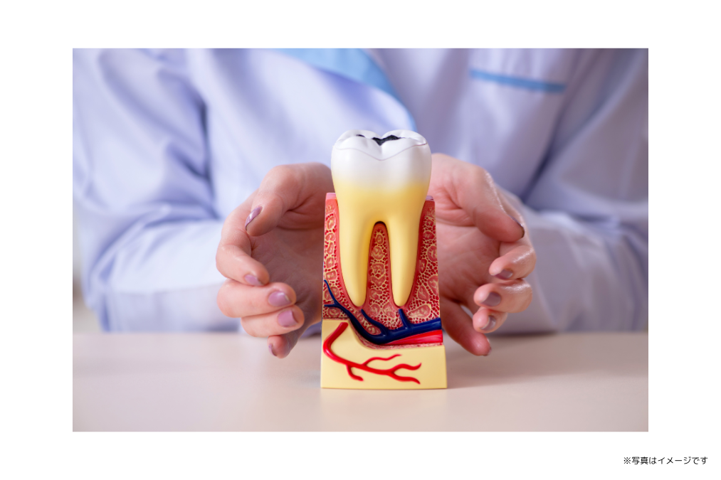 幅広いニーズに対応できる総合的な歯科医療サービスを提供しています